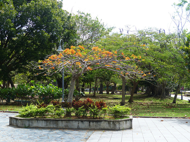 Parque Luis Muñoz Rivera (4) - 7 March 2014