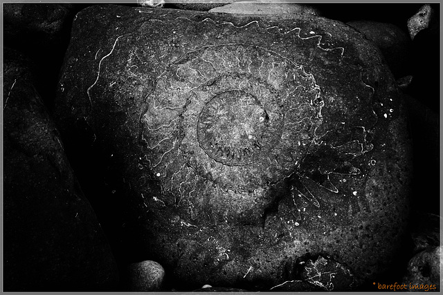 ammonites on monmouth beach III