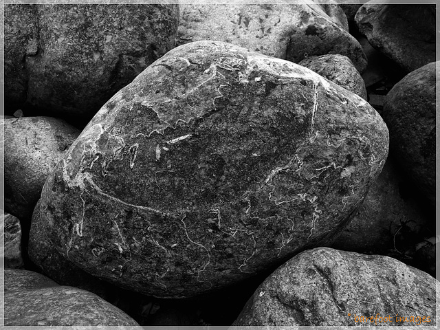 ammonites on monmouth beach