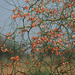 20100324-0029 Capparis decidua (Forssk.) Edgew.