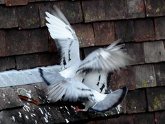 Feral pigeons fighting