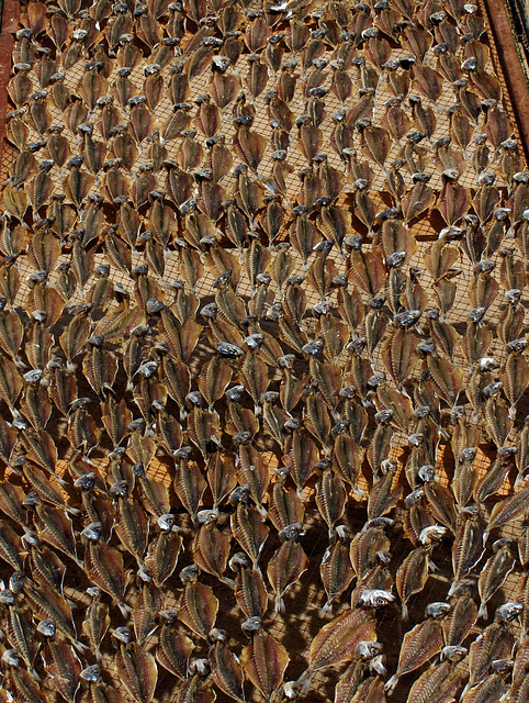 Drying fish the for the winter - Nazaré I