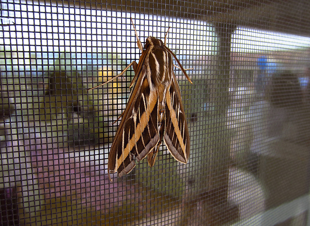 Moth Resting At Bella Monte (1986)