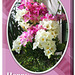 Freesias - pink & white - Happy Birthday -  3.4.2014 - portrait view