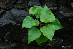 20100718-0961 Stephania hernandiifolia (Willd.) Walp.