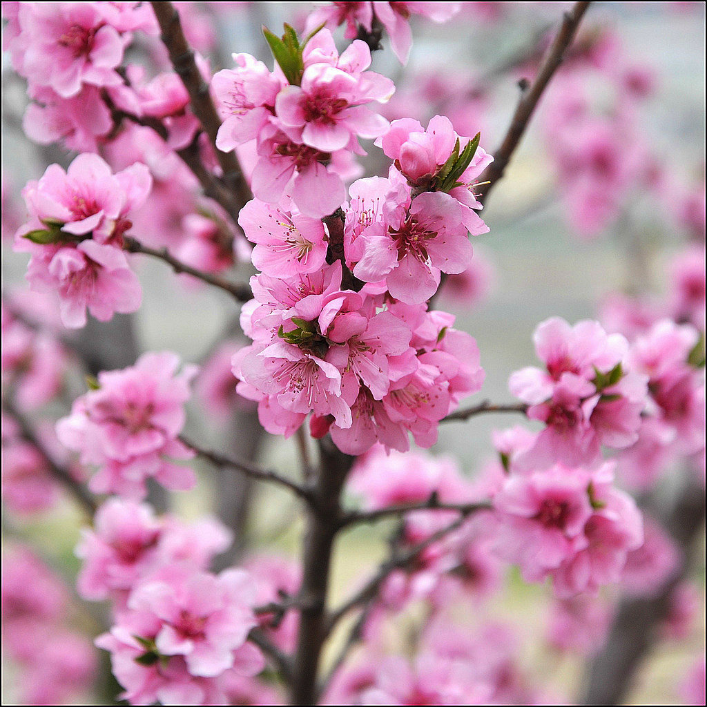 "Quiero hacer contigo lo que la primavera hace con los cerezos.....