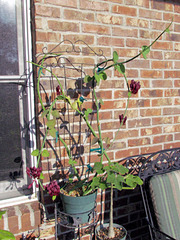 Ceropegia rupicola