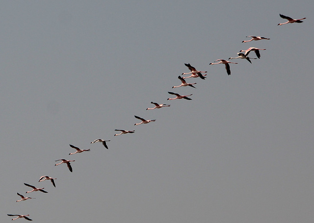 Flamingos