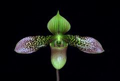 Paphiopedilum China Dragon