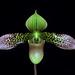 Paphiopedilum China Dragon