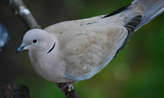 Collared Dove