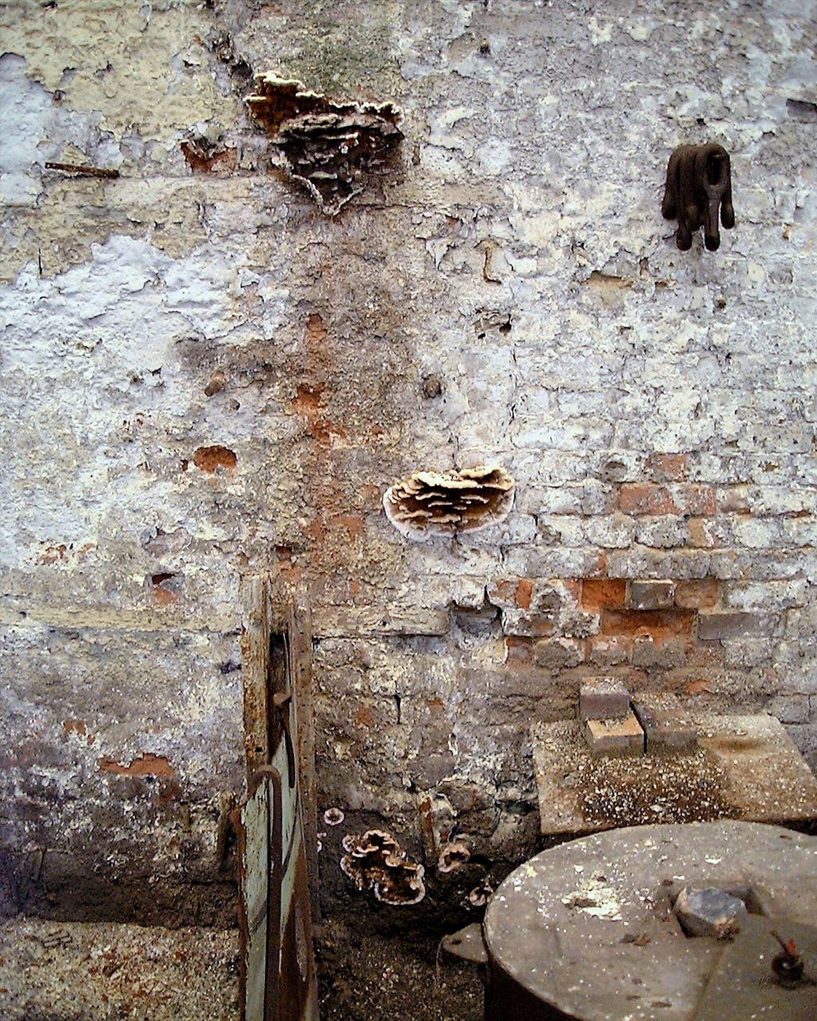 Fruiting dry rot in brickwork