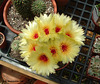 Notocactus flowers