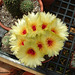 Notocactus flowers
