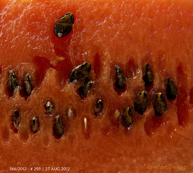 293|2012: in watermelon sugar