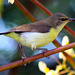 Purple-rumped sunbird- female