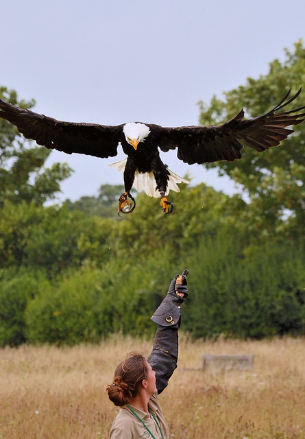 Hawk Conservancy Bald Eagle