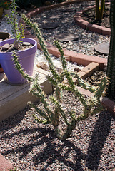 Staghorn Cholla (Opuntia versicolor)