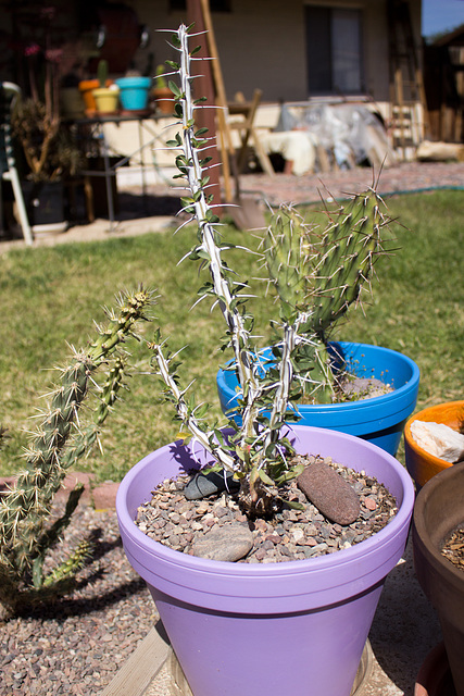 Ocotillo (Fouquieria splendens)