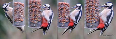 Greater Spotted woodpecker