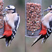 Greater Spotted woodpecker