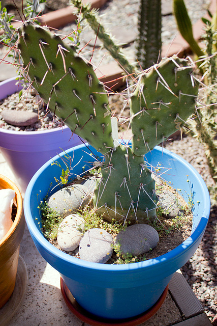 Opuntia sulphurea