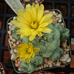 Ortegocactus macdougalii