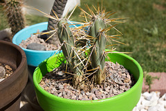 Clavellina Cholla (Cylindropuntia molesta)