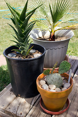 Front to back: Purple Prickly Pear (Opuntia macrocentra), Firewall Aloe (Aloe ciliaris), unknown palm tree