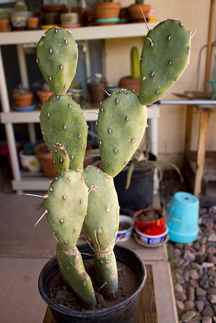 Opuntia quimilo (Opuntia paraguayensis)