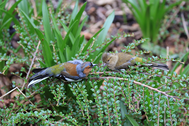 In Spring Plumage