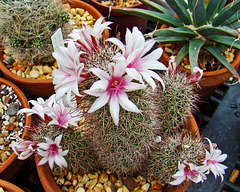 Mammilaria flowers