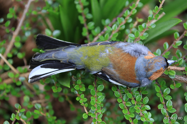 In Spring Plumage