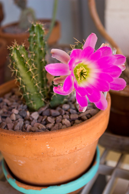 Ladyfinger (Echinocereus pentalophus)