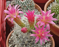 Neoporteria flowers