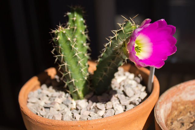 Ladyfinger (Echinocereus pentalophus)