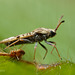 Tingis cardui  (Spear Thistle Lacebug)