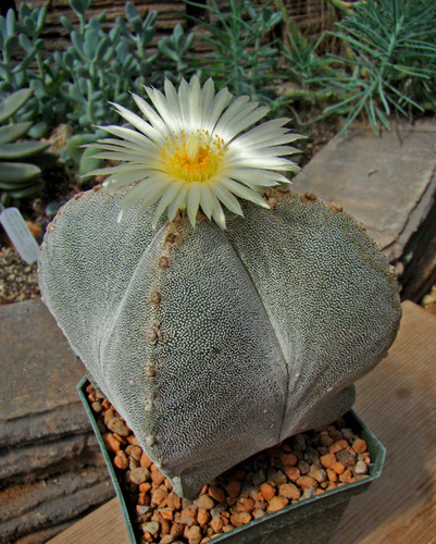 Astrophytum myriostigma quadricostal