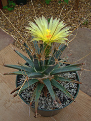 Leuchtenbergia principis in flower