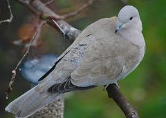 Collared Dove