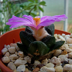 Ariocarpus fissuratus in bloom