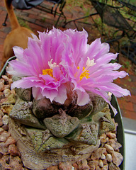 Ariocarpus fissuratus in bloom