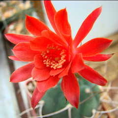 Matucana madisoniorum in bloom