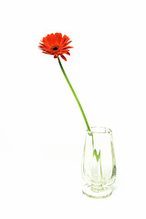 Gerbera Daisy High Key