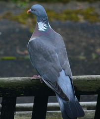 Wood Pigeon