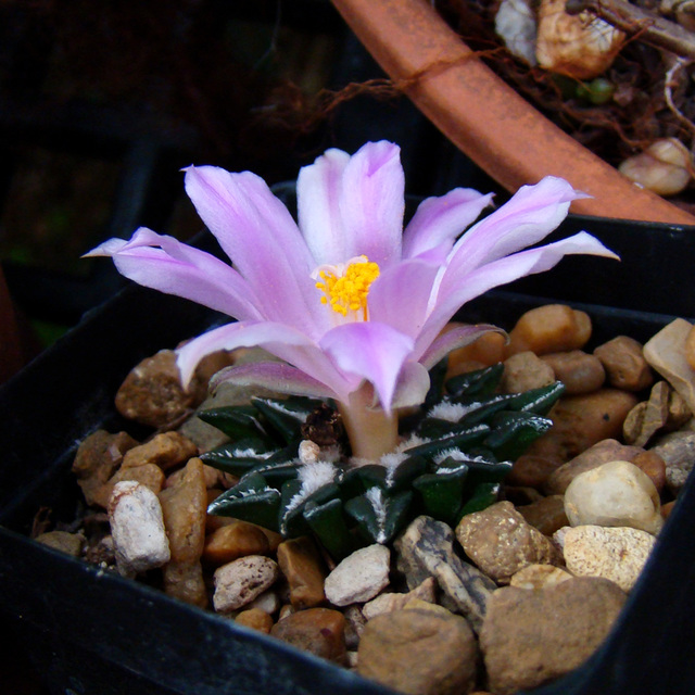 Ariocarpus kotschoubeyanus