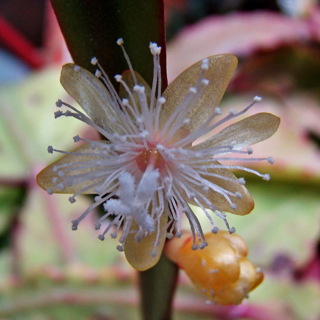 Rhipsalis eliptica