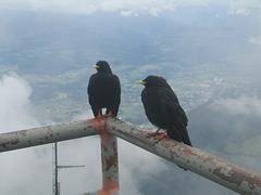 Alpine Choughs