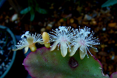 Rhipsalis eliptica