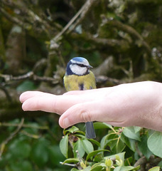 Blue Tit